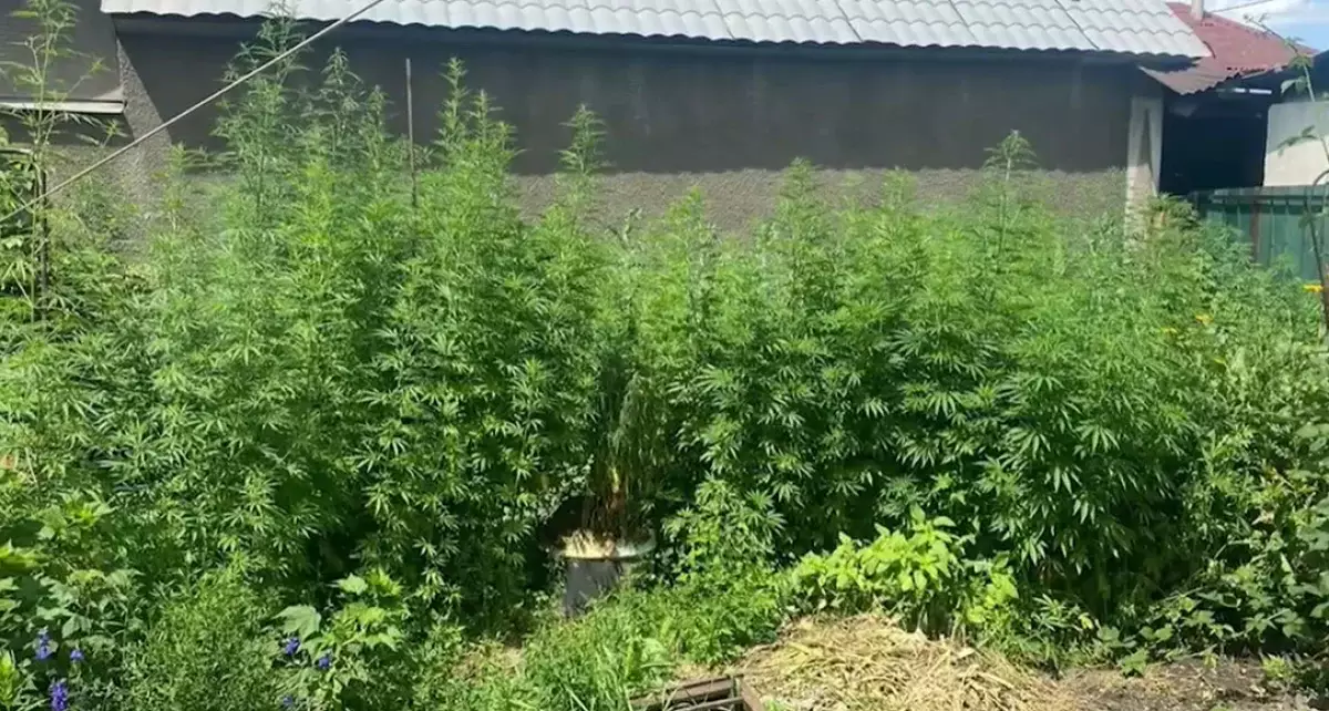 «Зеленый уголок»: в Алматы мужчина выращивал коноплю прямо у себя во дворе (видео)