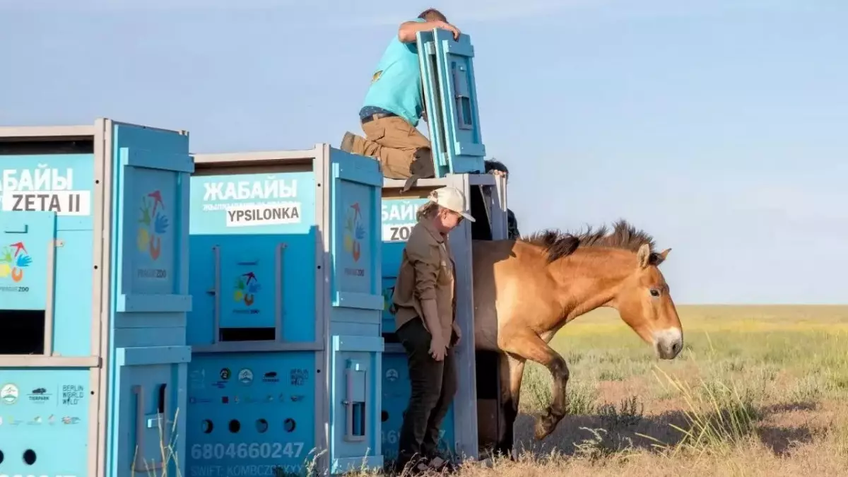 Пржевальский жылқысы табиғатымызға сәтті бейімделуде