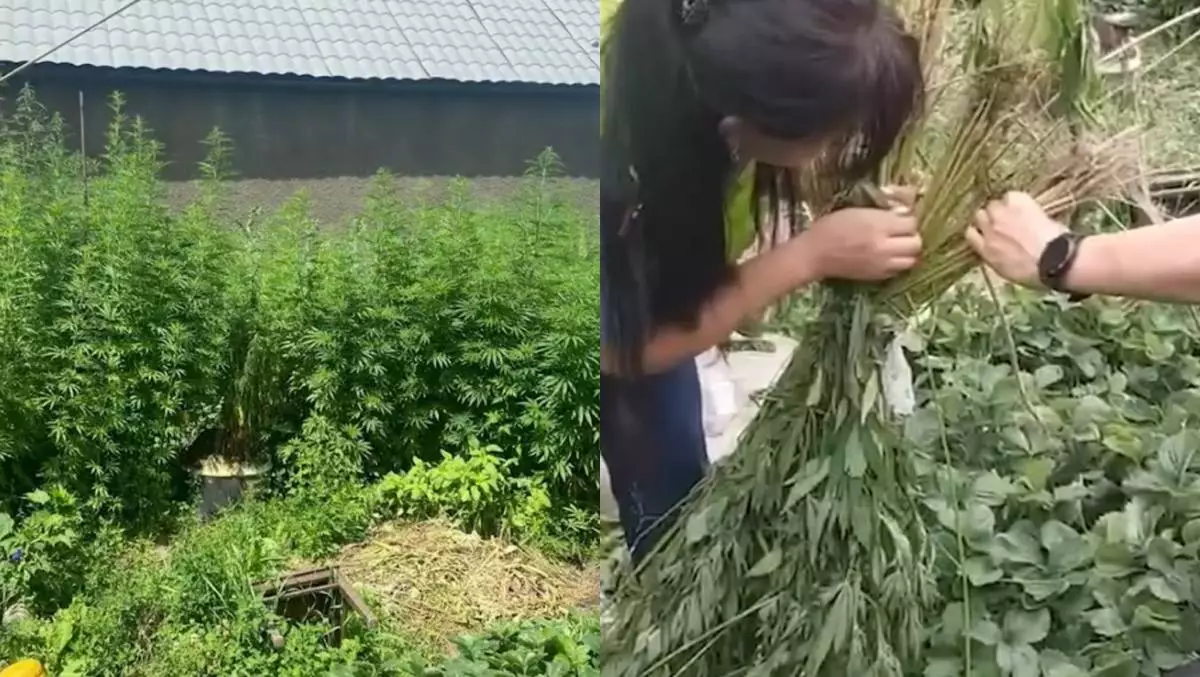 В Алматы задержали «огородника», выращивавшего коноплю (видео)