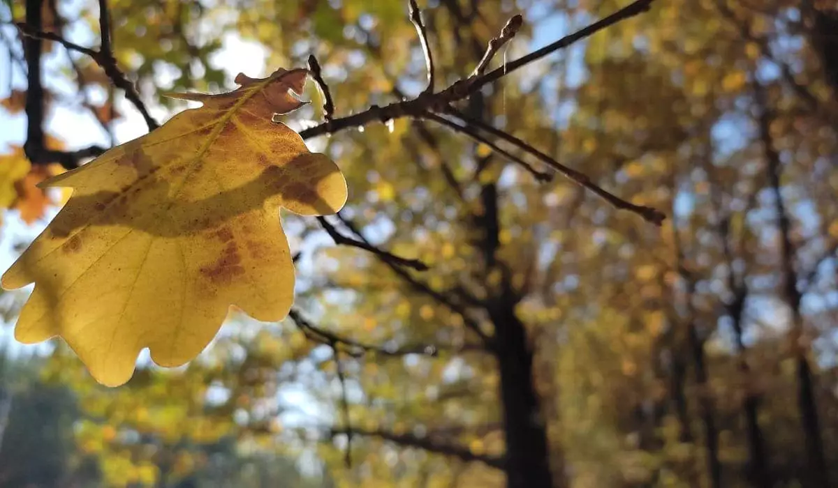 Морозы отступят: воздух в Казахстане прогреется до +15 градусов