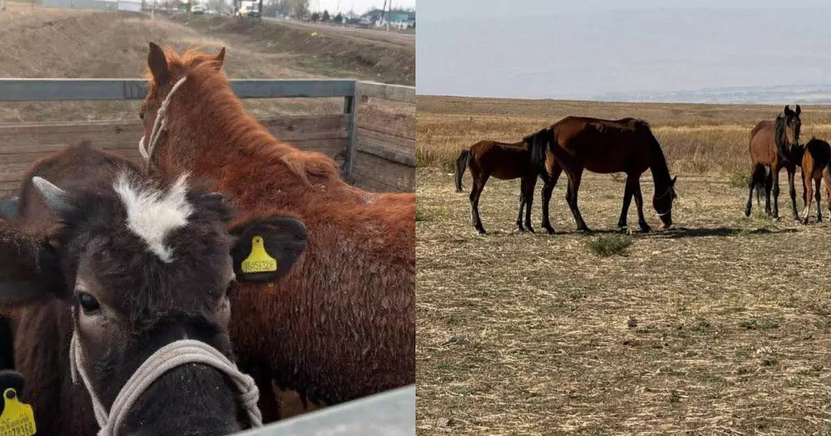  Жамбыл облысында мал ұрлығымен айналысқан қылмыстық топ ұсталды 