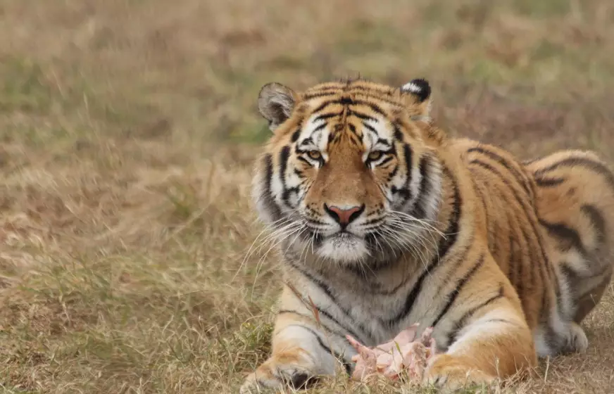 Нескольких амурских тигров планируют привезти из России в Казахстан