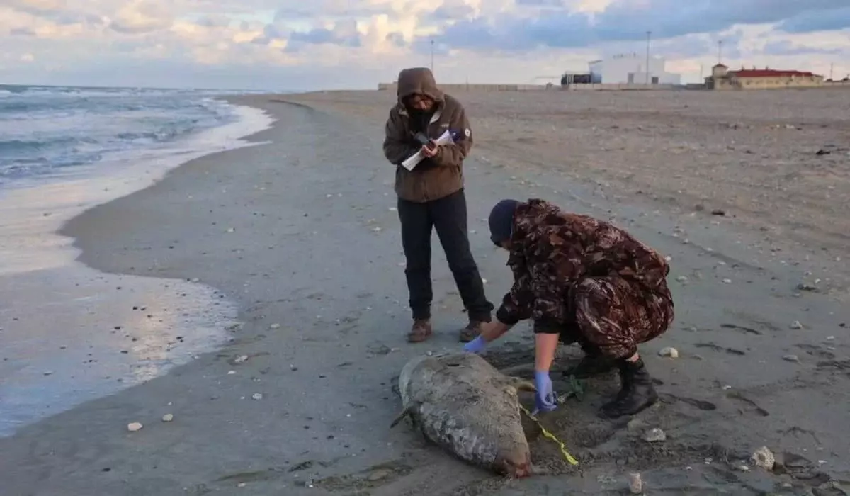 Ученые назвали возможную причину массовой гибели тюленей в Мангистау