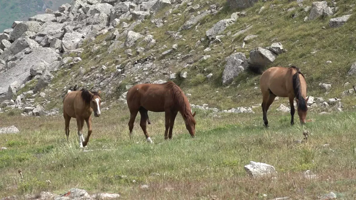 Қазақ даласына Пржевальский жылқысы мен жолбарысты қайта жерсіндіру басталды