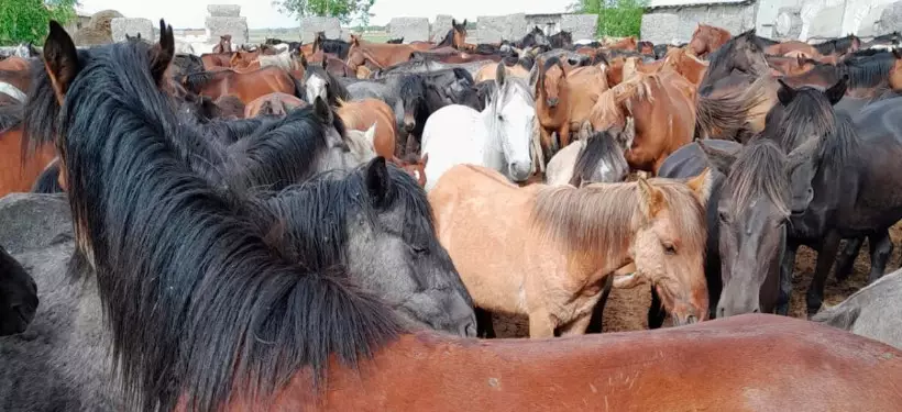 Свыше 18 тысяч голов скота помещены на специализированную стоянку в Павлодарской области за 10 месяцев