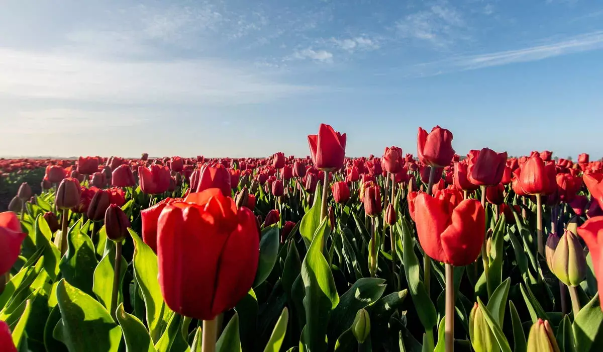Определены национальные символы Казахстана: домбра, тюльпан и девиз «Алға, Қазақстан!»
