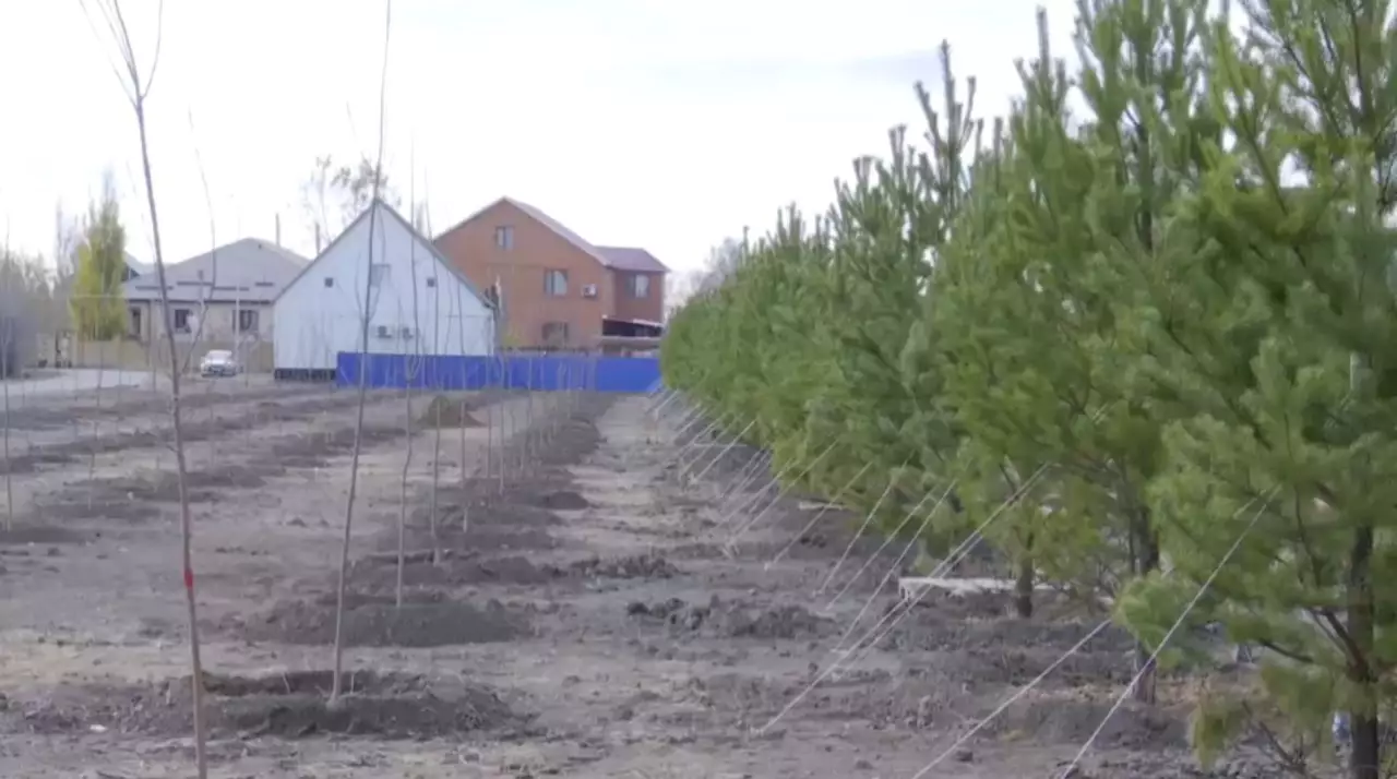 2600 деревьев высадили в Атырау