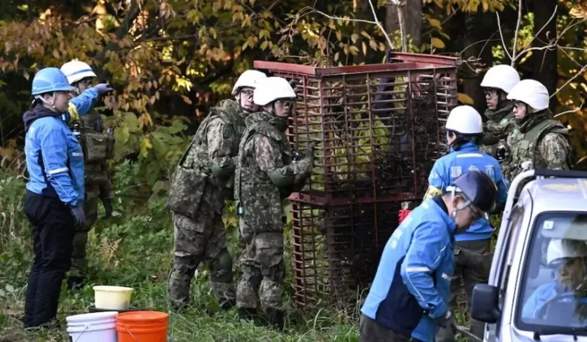Япония отправила войска на помощь горным жителям из-за нашествия медведей