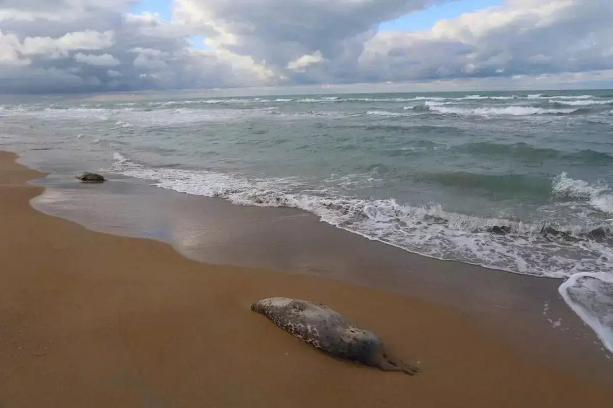 Названа возможная причина массовой гибели тюленей в Мангистау - новости на Lada.kz 05.11.2025