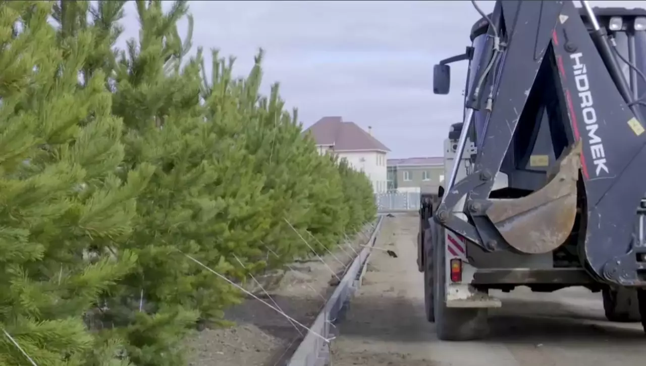 Атырауда «Таза Қазақстан» аясында 2600 ағаш егілді