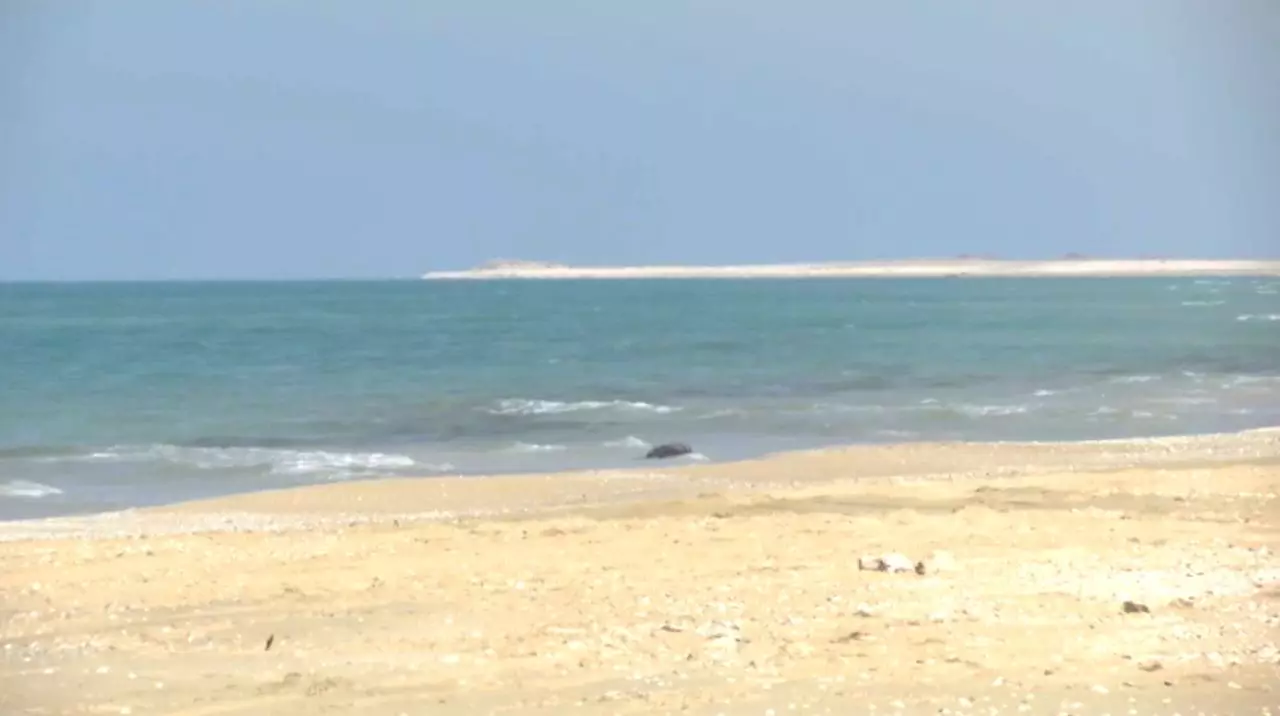 Названа возможная причина гибели тюленей в Мангистау