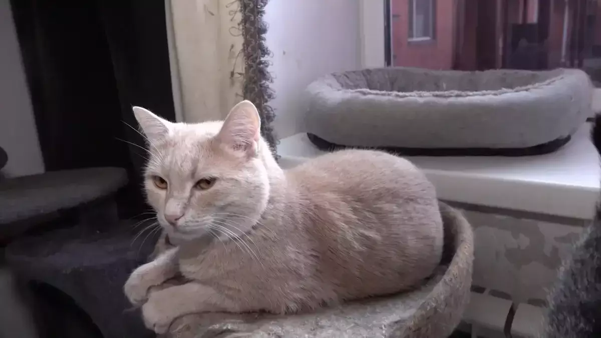 Девушка из Петропавловска приютила свыше ста кошек и собак