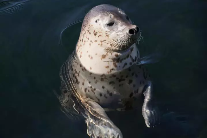 В Казахстане на побережье найдены туши свыше 100 особей тюленя — вероятно, они погибли из-за истощения.