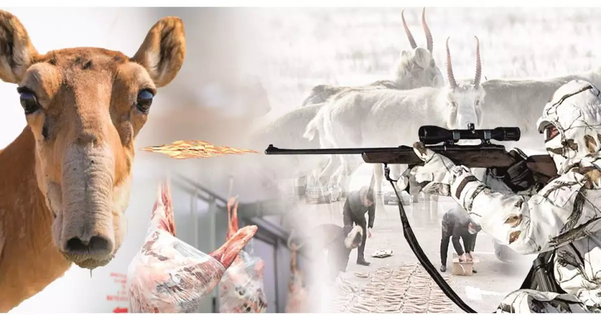   Киік еті кеселсіз бе?   