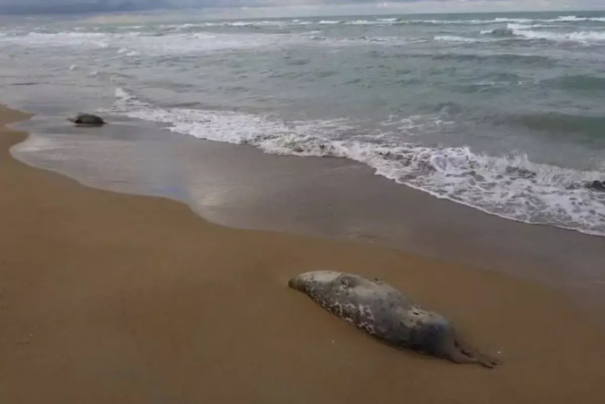 Учёные назвали возможную причину массовой гибели тюленей в Мангистау