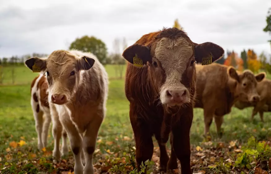 Временный запрет на вывоз бычков ввели в Казахстане