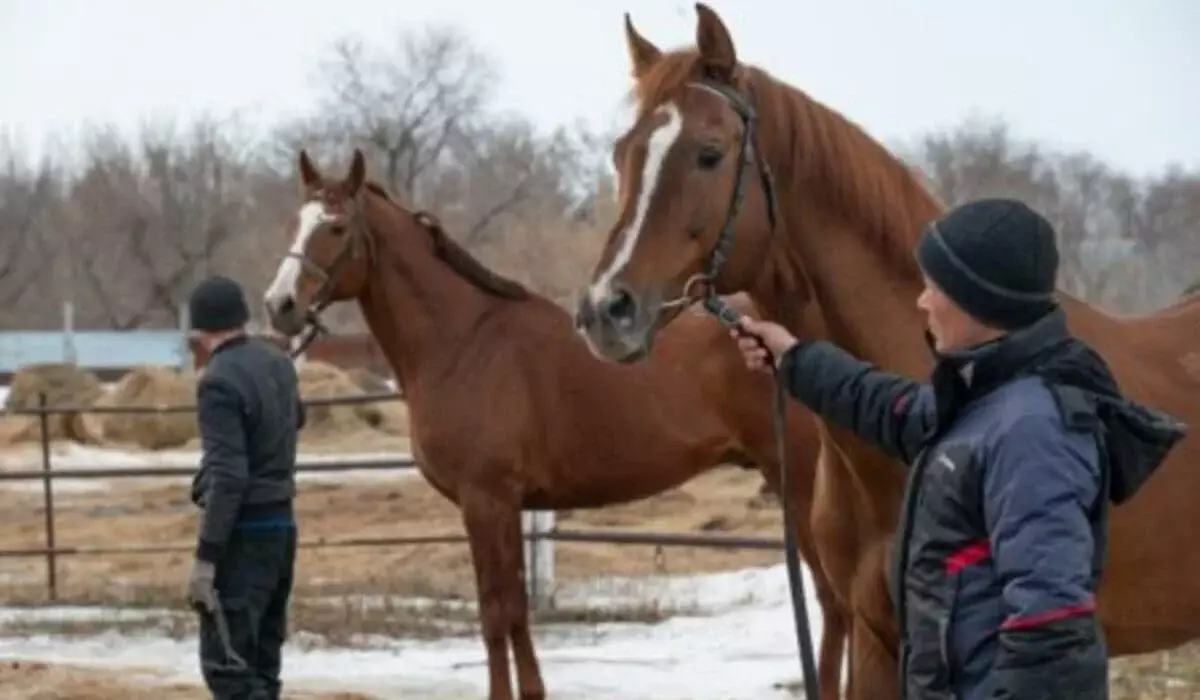 Заводчикам племенных лошадей задолжали зарплату на 21,7 млн тенге