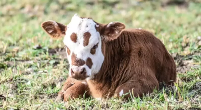 Казахстан продлил ограничения на экспорт овец, коз и бычков