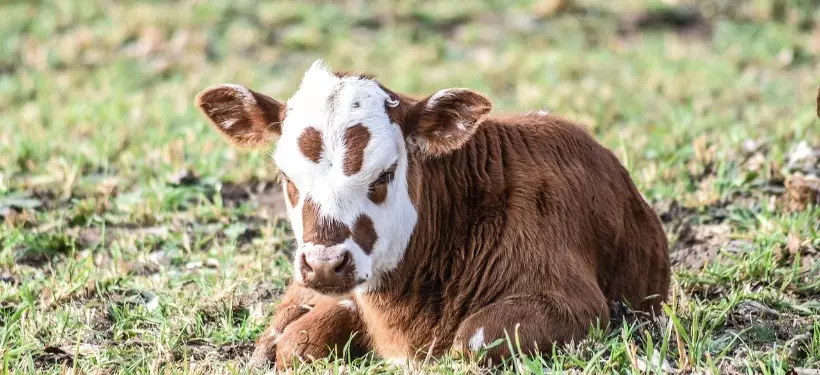 Временный запрет на вывоз бычков КРС ввели в Казахстане