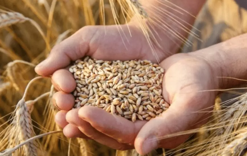 Казахстан впервые за 30 лет отправил пшеницу в Армению через Азербайджан