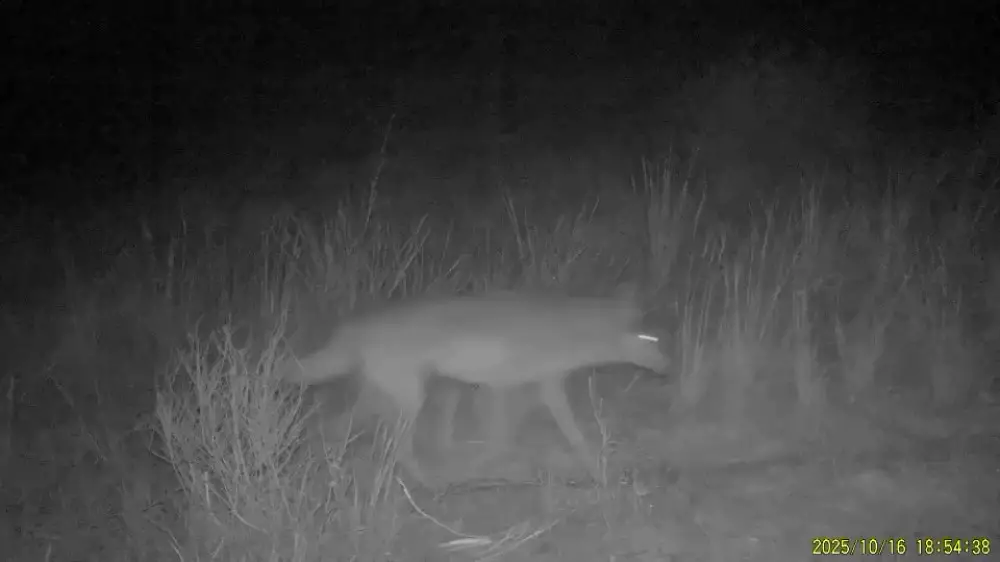 Қазақстанның оңтүстігінде қасқырлар видеоға түсіп қалды