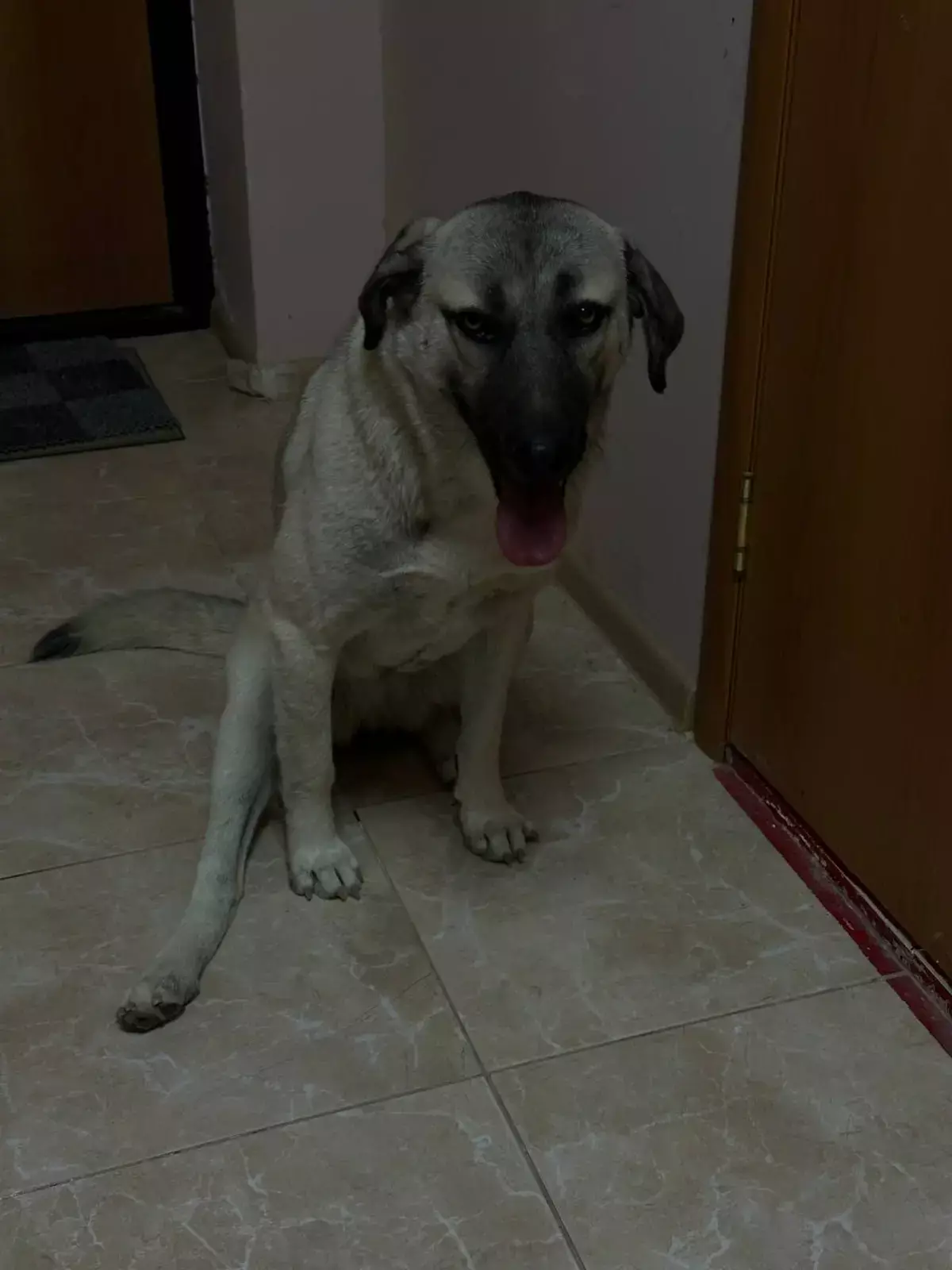 Решение проблемы бездомных животных - новости на Lada.kz 06.11.2025