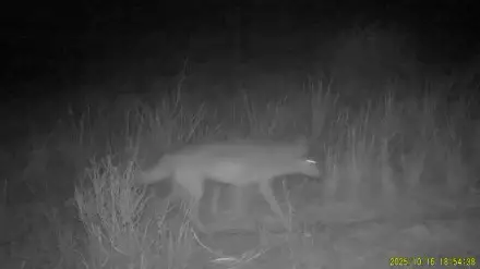 Қазақстанның оңтүстігінде үйірімен жүрген қасқырлар видеоға түсіп қалды