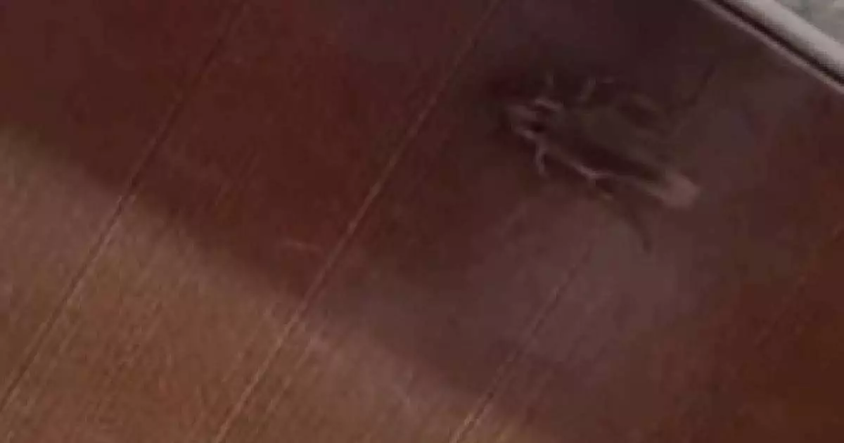  Алматыда тарақан қаптап кеткен балабақша тексеріліп жатыр 