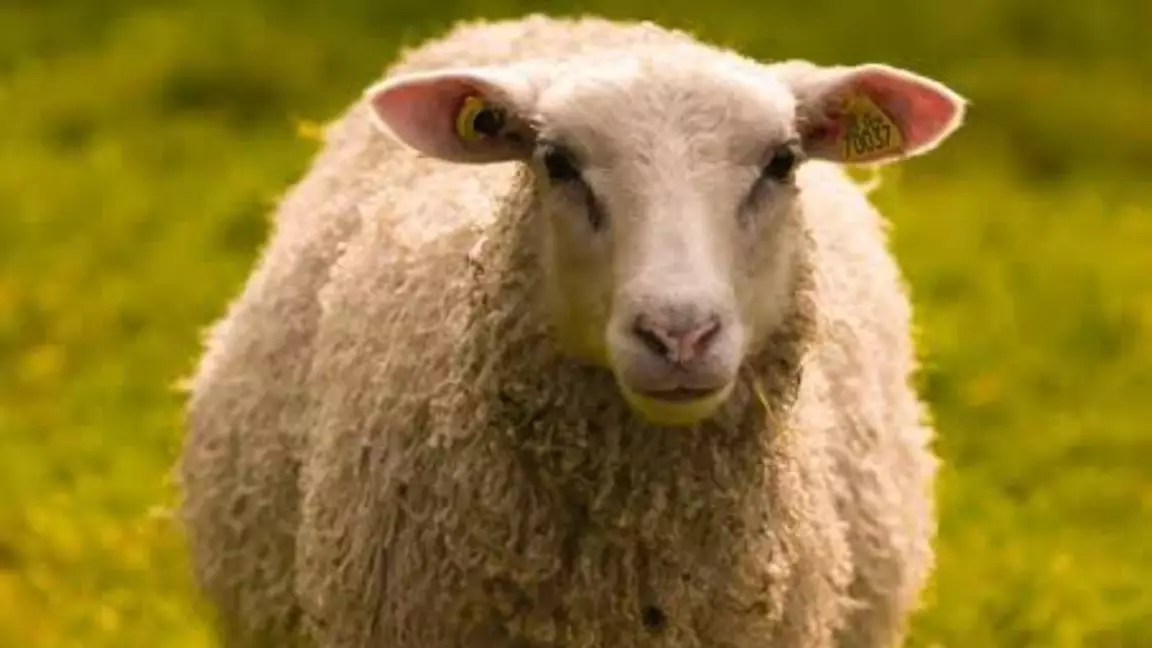 Қазақстан ірі-қара мен ұсақ мал экспортына шектеуді ұзартты