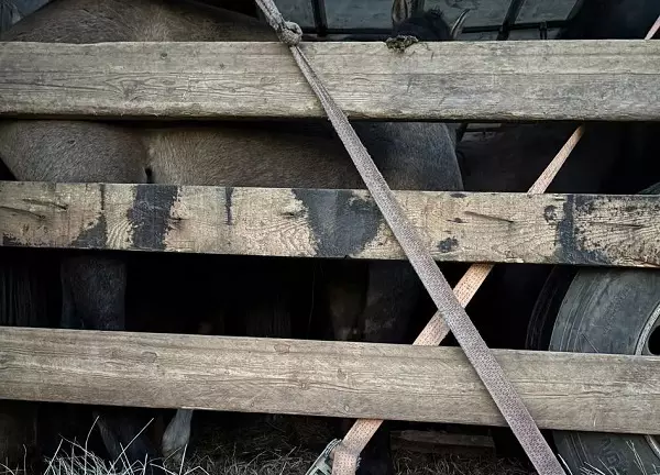 Через Бурятию в Казахстан пытались провезти табун лошадей.