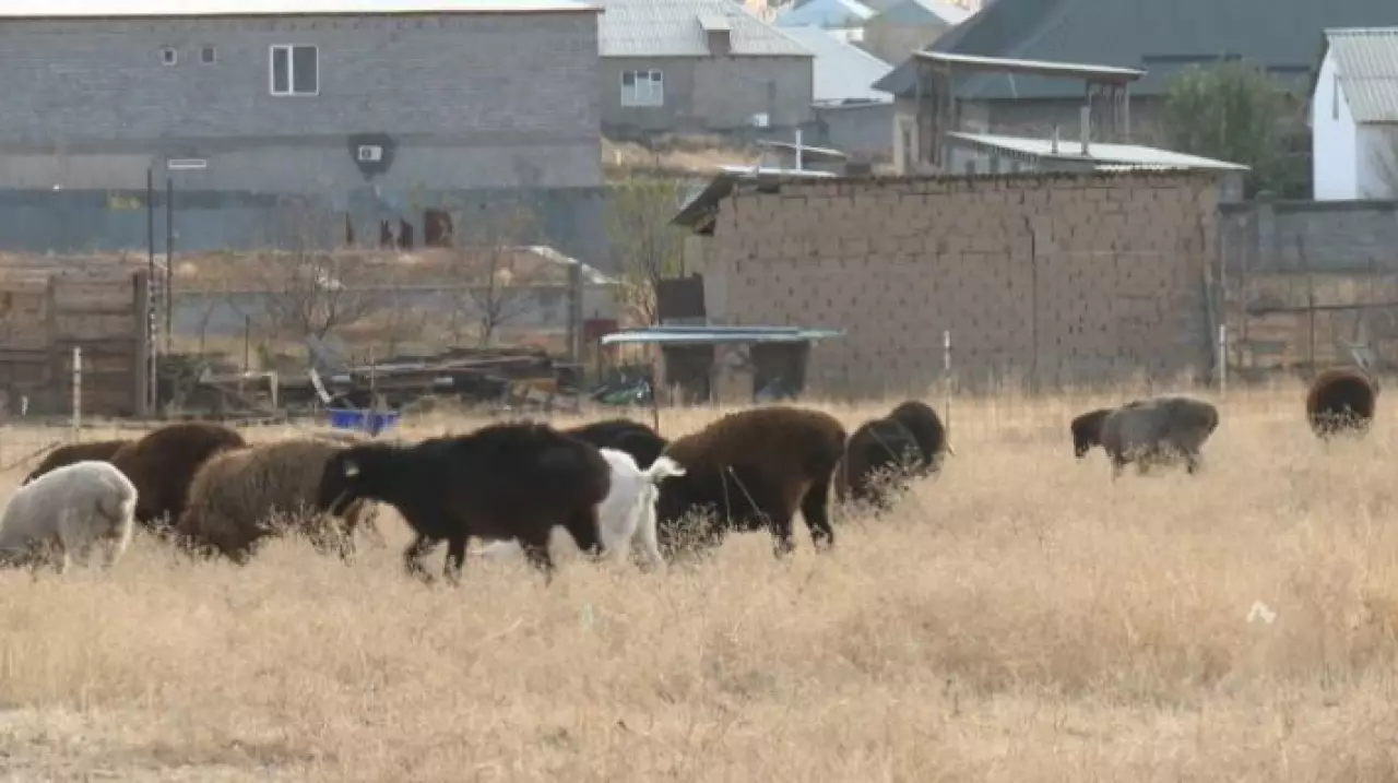Более двух тысяч самовольных построек обнаружили в Шымкенте