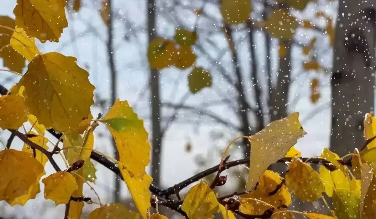 Қар, көктайғақ, жел: еліміздің бірнеше өңірінде дабылды ескерту жарияланды