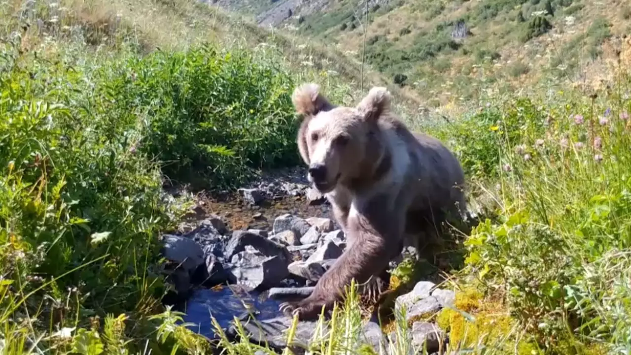 Ақсу-Жабағылы қорығында санақ басталды