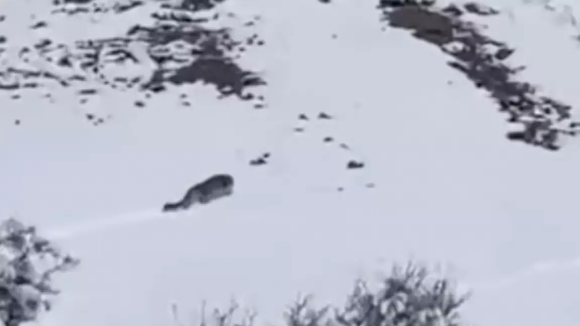 Жамбыл облысында өте сирек көрінетін аң видеоға түсіп қалды