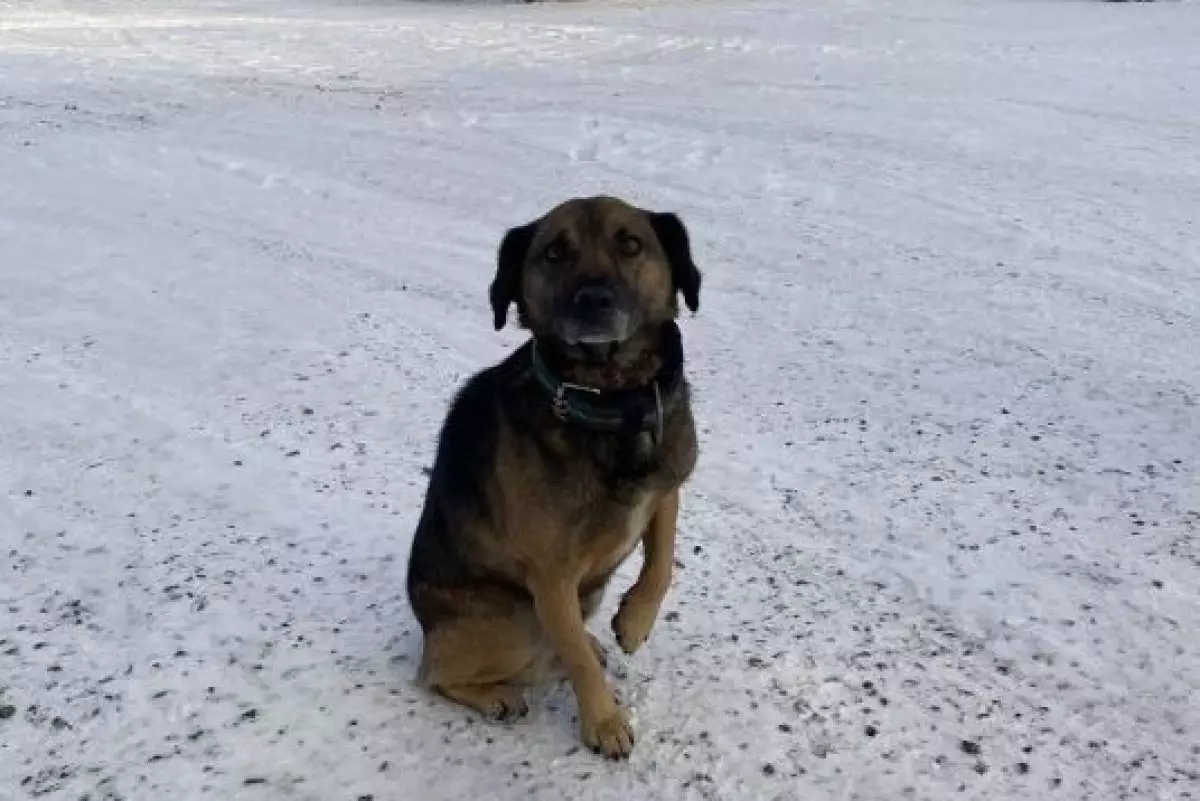 Хатико по-павлодарски: пес дождался хозяина из заключения