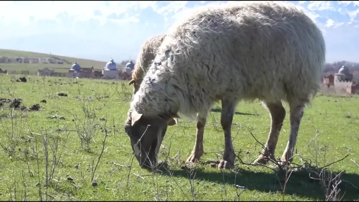 Мал ұрлығы: Жамбыл облысында 10 қылмыстық топ анықталды