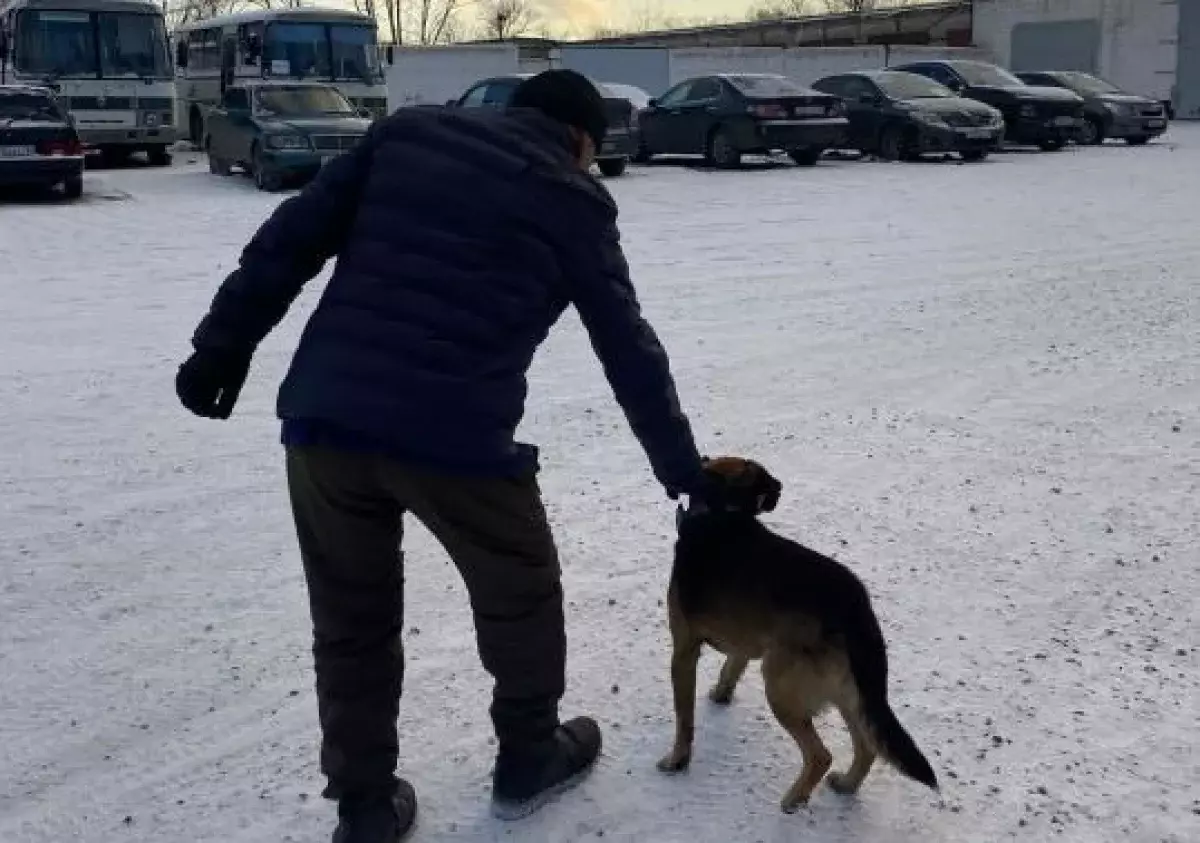 Хатико по-павлодарски: трогательная история о верности и надежде