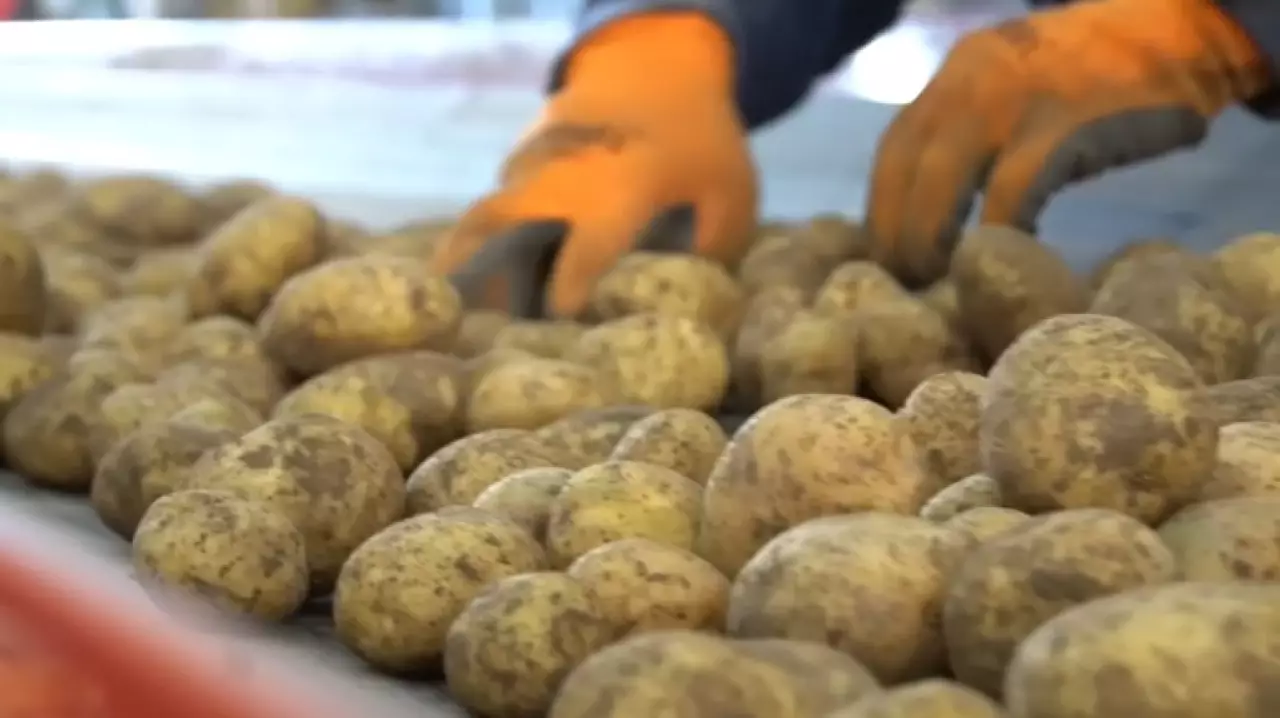 Картофелеводы Алматинской области налаживают партнерство с PepsiCo