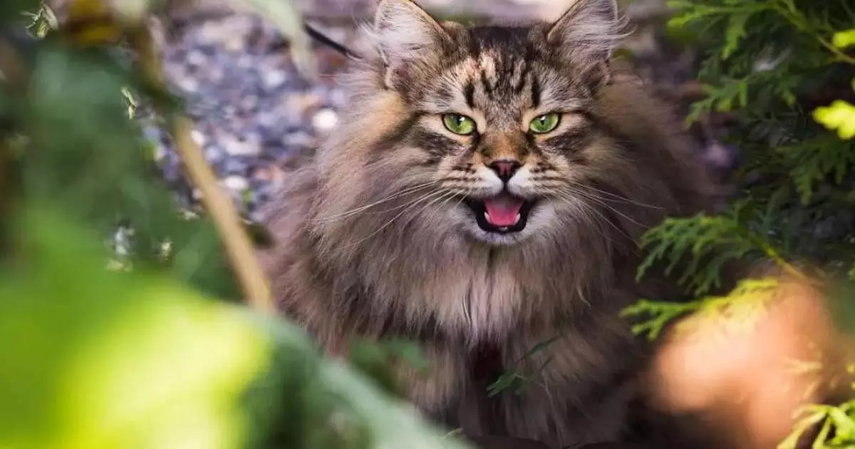  Маңғыстауда мысық тырнап алған адам құтырудан көз жұмды 