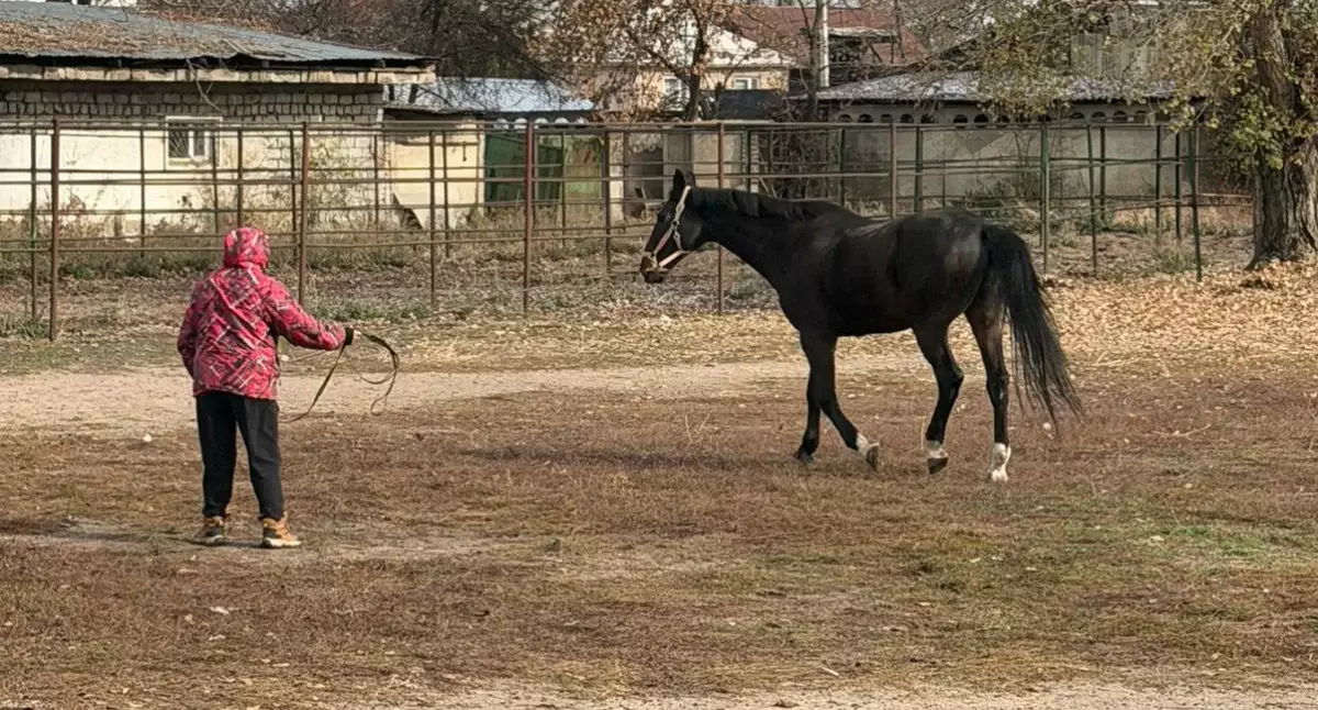 В Алматы решён вопрос размещения лошадей на зимний период