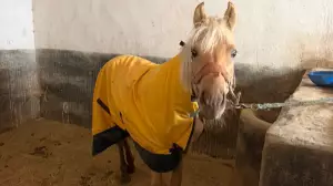 Алматыда аттарды қысқы кезеңге орналастыру мәселесі шешілді