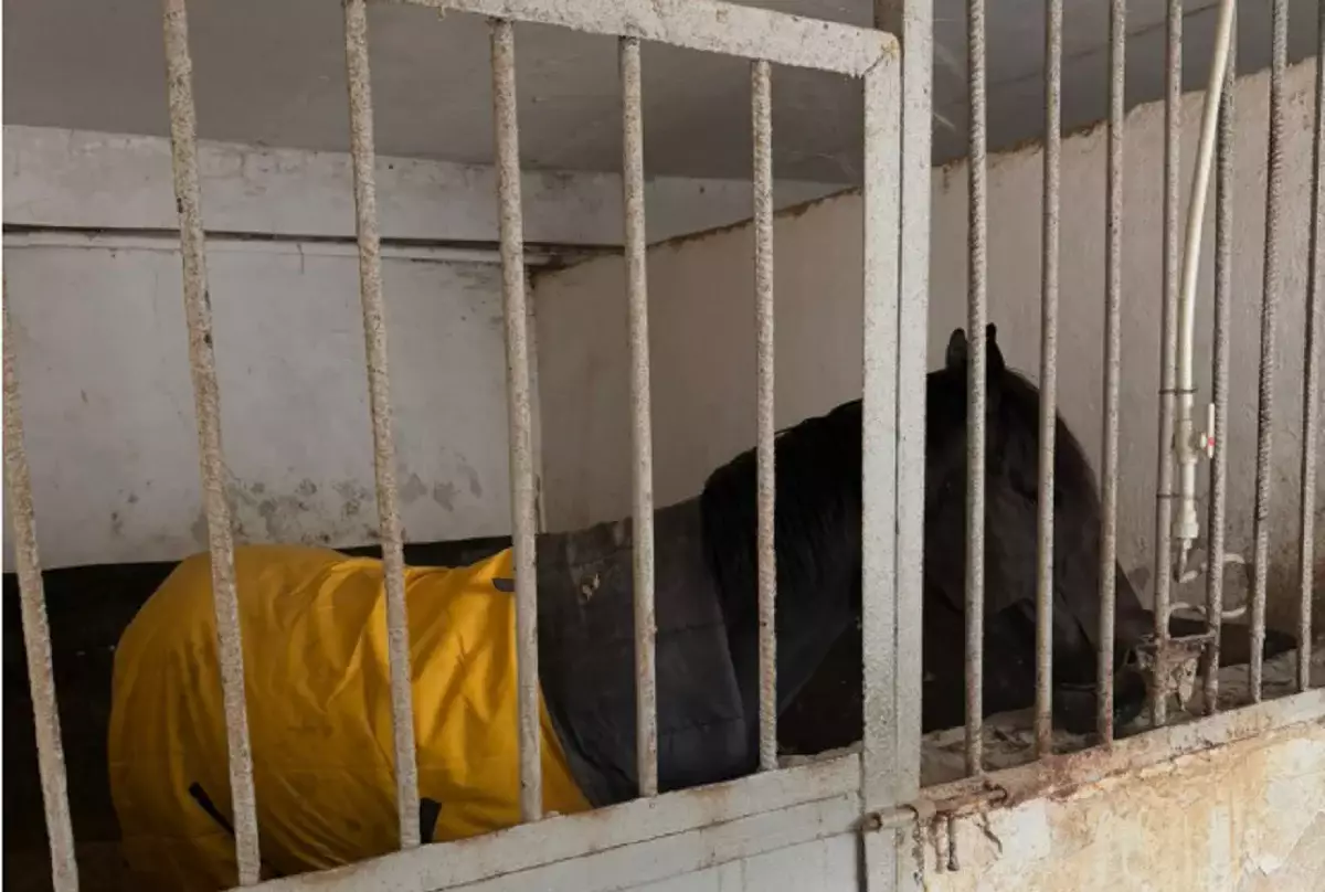 Алматыда аттарды қысқы кезеңге орналастыру мәселесі шешілді