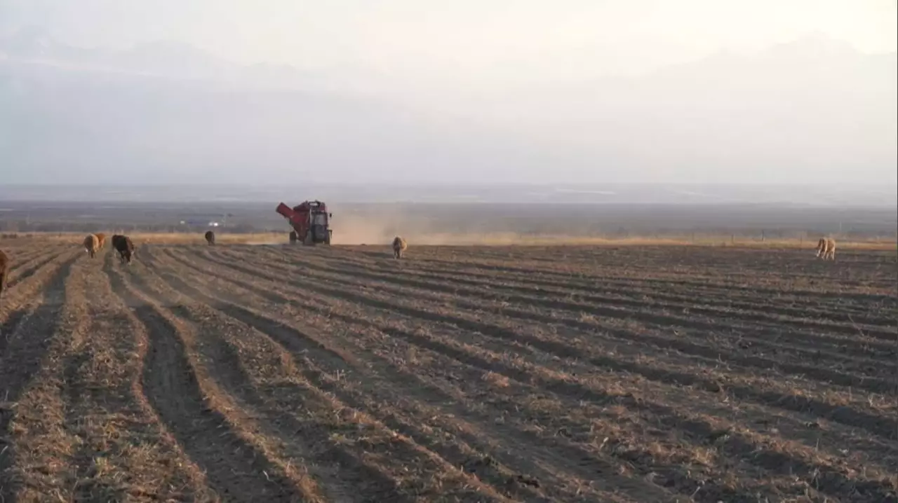 Агроөнеркәсіп кооперативі «Рepsico» компаниясымен келісімшарт жасасты