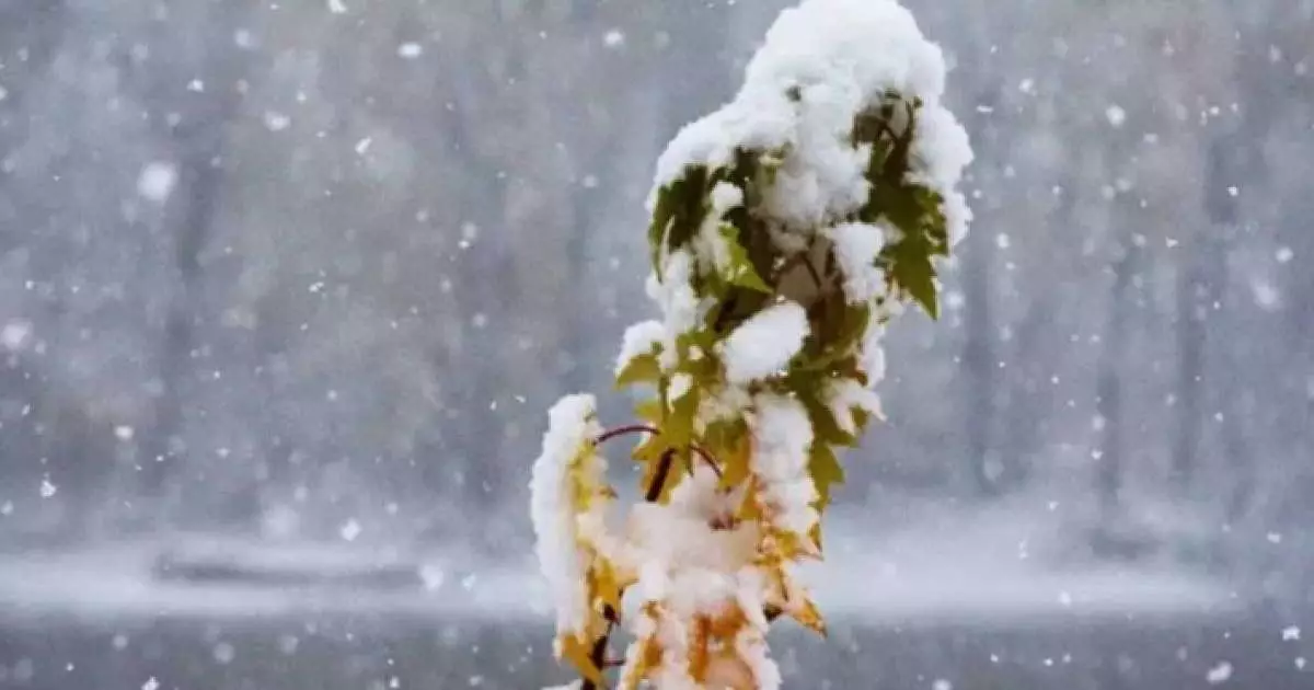  8 қарашада ауа райы қандай болатыны болжанды 