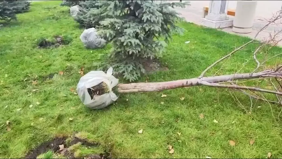 Атыраулық белсенділер талды отап тастаған шенеуніктерге наразы