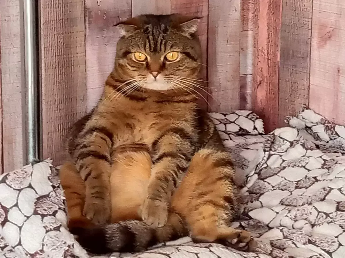 Сколько слов на самом деле понимает кошка: ученые раскрыли удивительные факты - новости на Lada.kz 07.11.2025