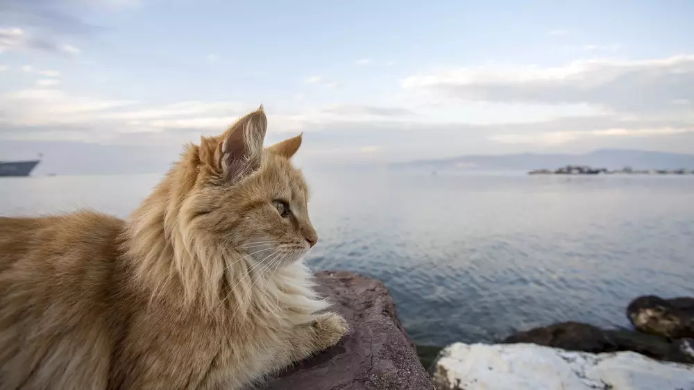 Смерть от бешенства после укуса кошки в Мангистау: появились подробности