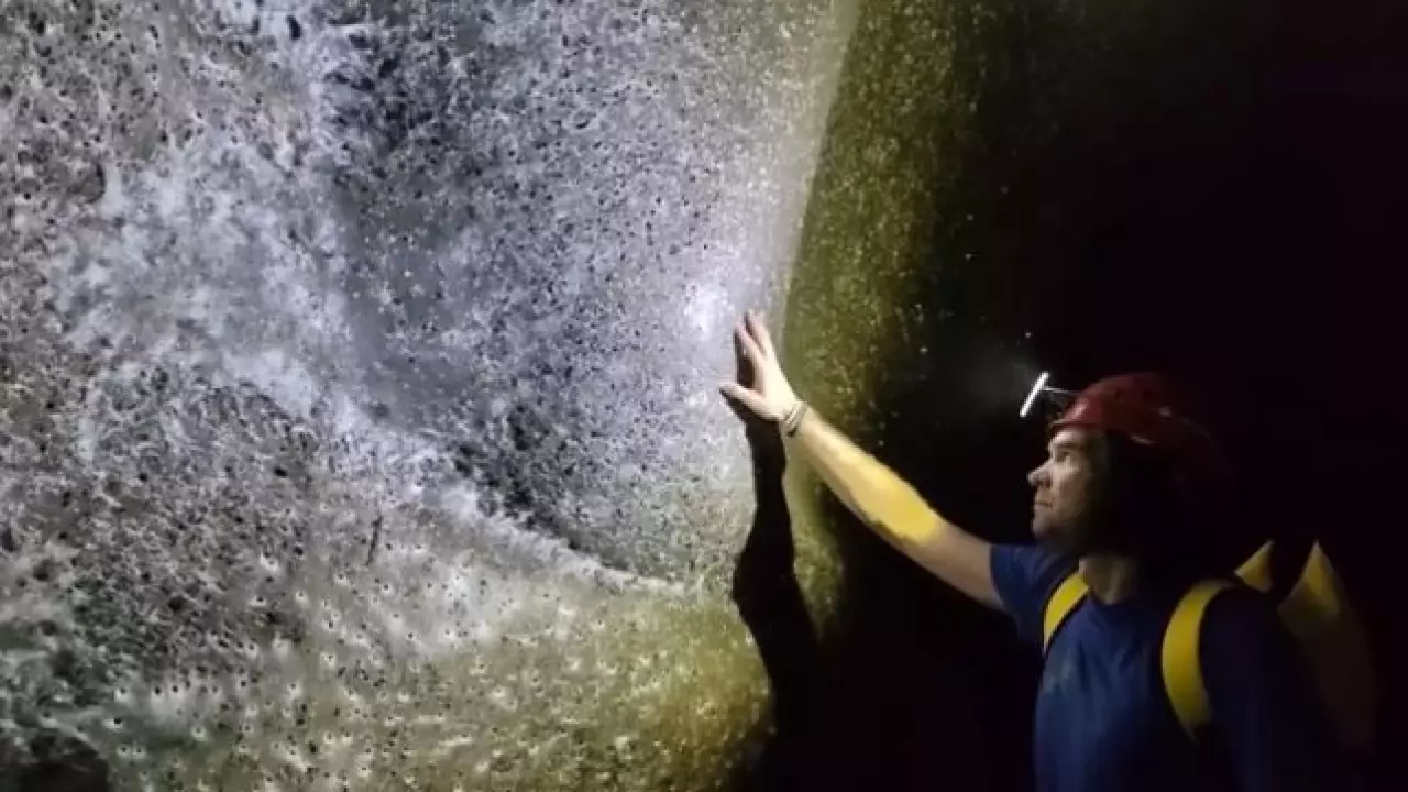 Учёные обнаружили крупнейшую колонию пауков