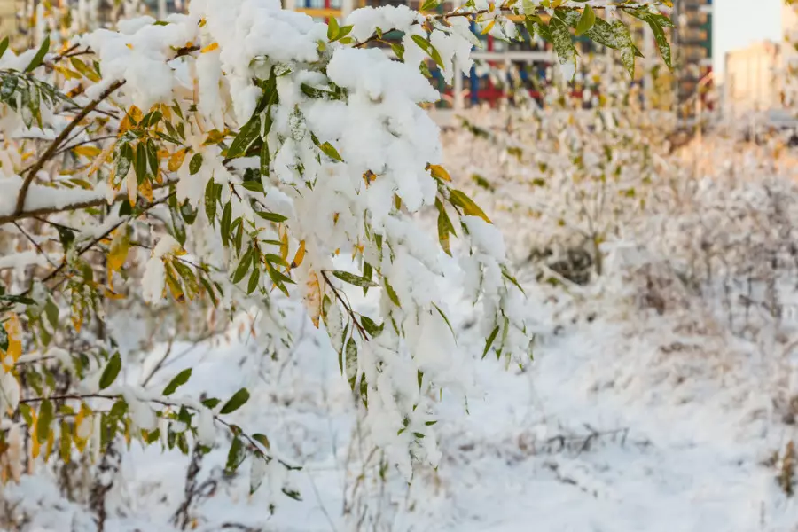 Бұрқасын, көктайғақ пен жел: бүгін ауа райы қандай болады?