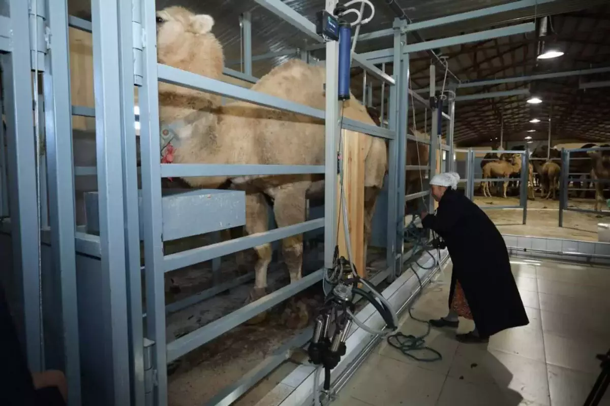 В Казахстане заработал первый цех по доению верблюдов